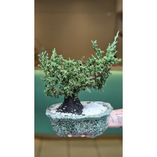 Bonsai de Tuia Jacaré