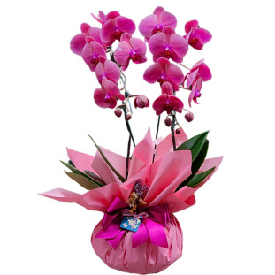 Orquídea Phalis Rosa 2 hastes cascata 