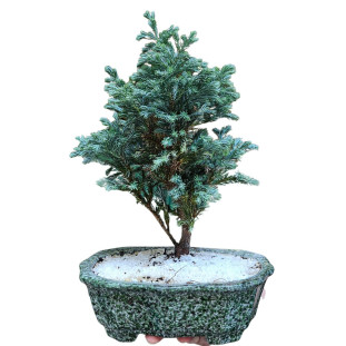 Bonsai de Tuia Jacaré