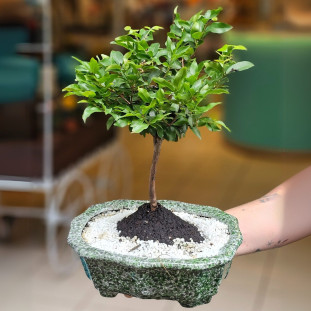 Bonsai de Jabuticaba na louça