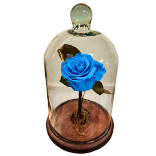 Rosa eterna azul na Cúpula - Média