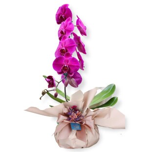 Orquídea Rose Gold cascata