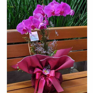 Orquídea Phalaenopsis BH