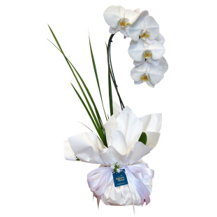 Orquídea Clean Phalis