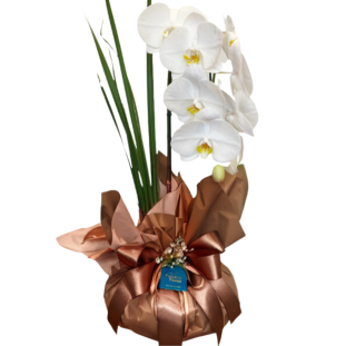 orquídea phalaenopsis branca na embalagem rose gold