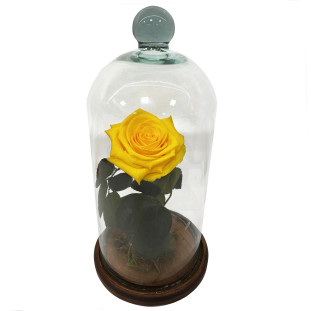 rosa eterna bela e a fera na cúpula