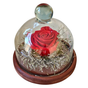 rosa eterna vermelhas em uma cúpula de vidro pequena