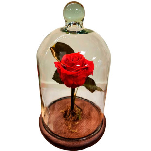 Rosa eterna vermelha Média na Cúpula