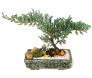 Bonsai Jacaré 4 anos