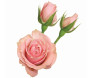 Maço de mini rosas cor de rosa 