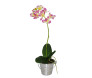 Orquídea Dendróbium