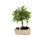 Bonsai de Fícus na Louça 4 Anos