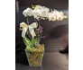 Orquídea Phalaenopsis para BH