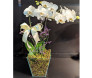 Vaso de orquídea Phalaenopsis 