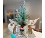 Bonsai de tuia verde com laço branco em embalagem decorativa para presente