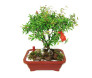 Bonsai de Romã