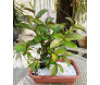 bonsai de goiaba com 2 anos de cultivo