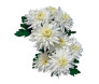 Flor do campo Calabria cor branca  