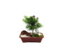 Bonsai de Eugênia