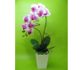 Orquídea Phalaenoposis lilás