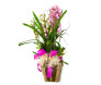 Orquídea Cymbidium Cachepot