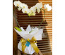 orquidea phalaenopsis branca coração