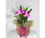 Orquídea cattleya na Juta - entrega para todo Brasil