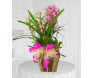 Orquídea Cymbidium Cachepot