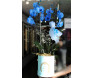 Orquídea azul para presente