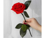 rosa eterna vermelha