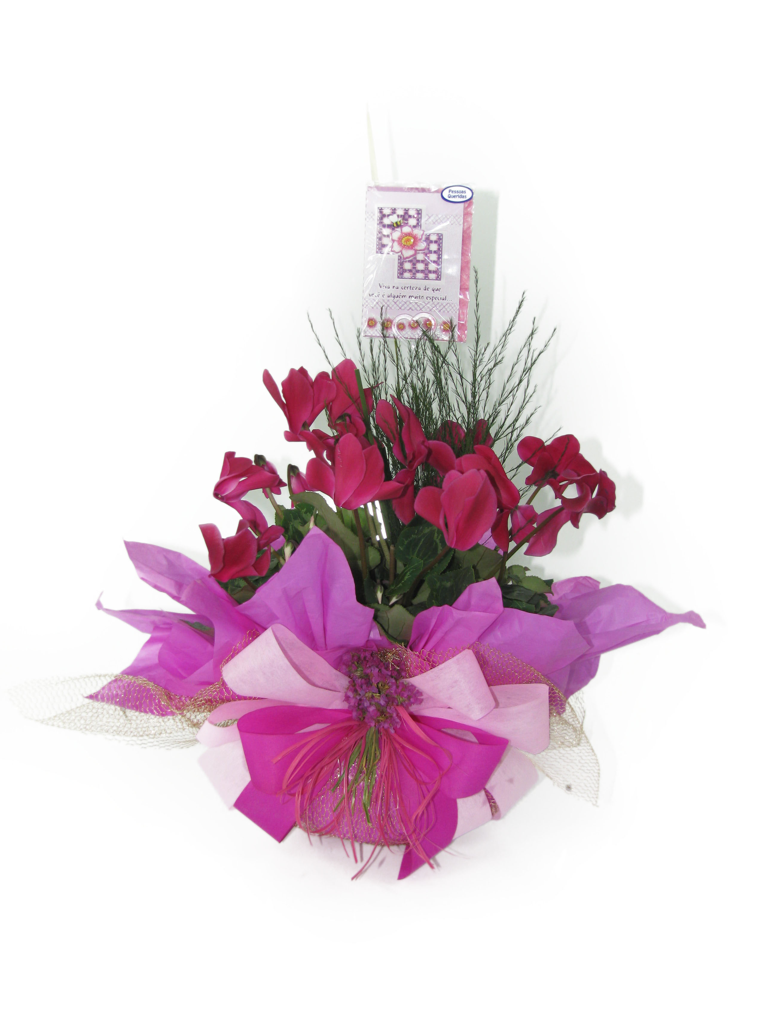 Flores Savassi - Como cuidar e entrega online de ciclame.