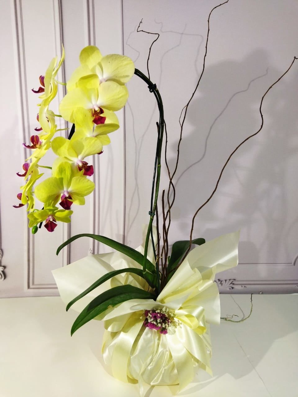 flores dia namorados entrega Orquídea Phalaenoposis em todo Brasil.