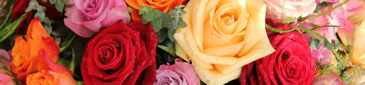 TIPOS DE ROSAS