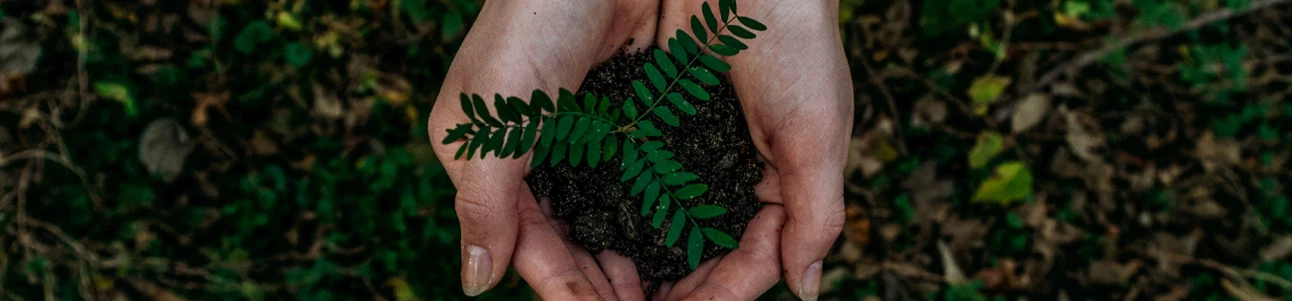 PLANTE UMA ÁRVORE - ECOLOGIA