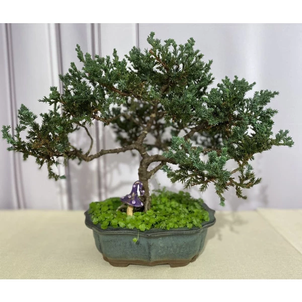 Bonsai de Tuia - 7 anos