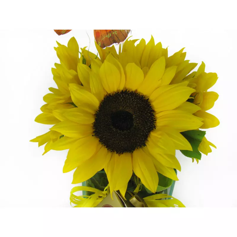 Floricultura BH MG - Arranjo de Girassol no vidro envio para todo