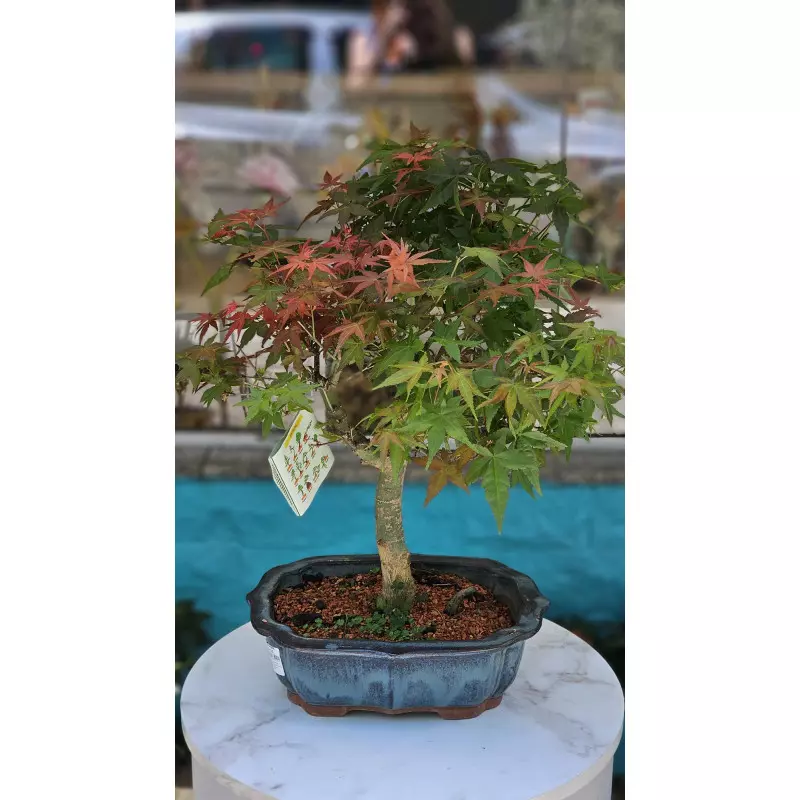 Bonsai de Colecionador - Acer (10 anos) | Ikebana Flores