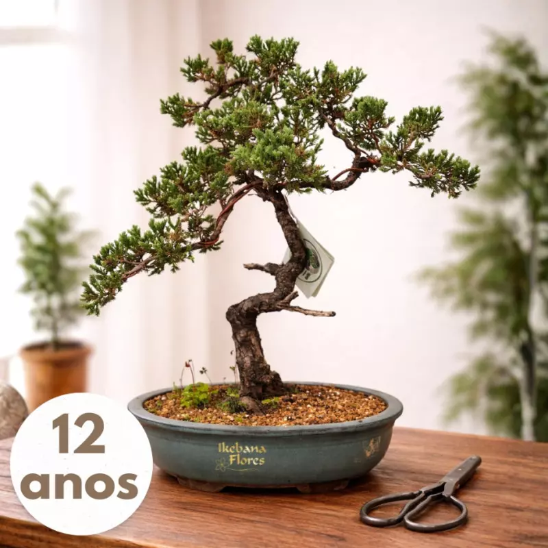 BONSAI出品 Bonsai de Tuia Jacaré 12 Anos em Vaso de Cerâmica | Ikebana Flores
