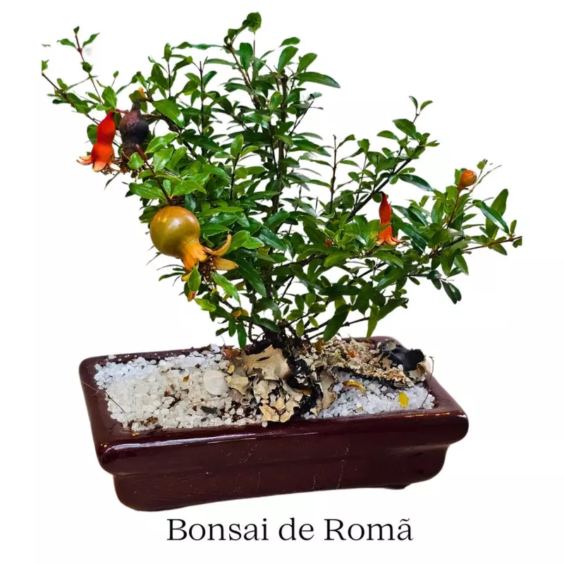 Bonsai baby na Louça