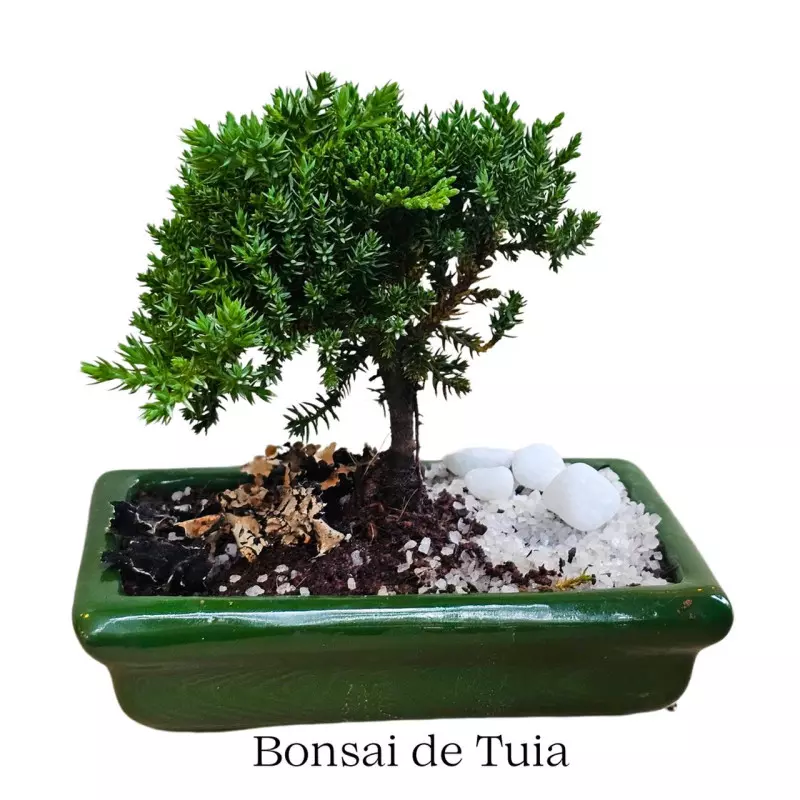 Bonsai baby na Louça
