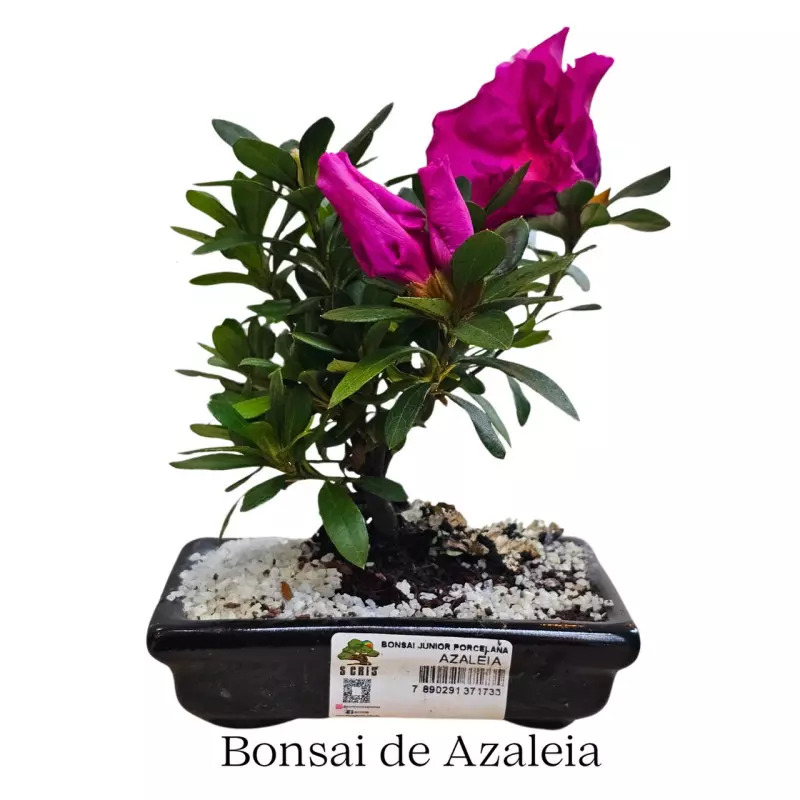 Bonsai baby na Louça