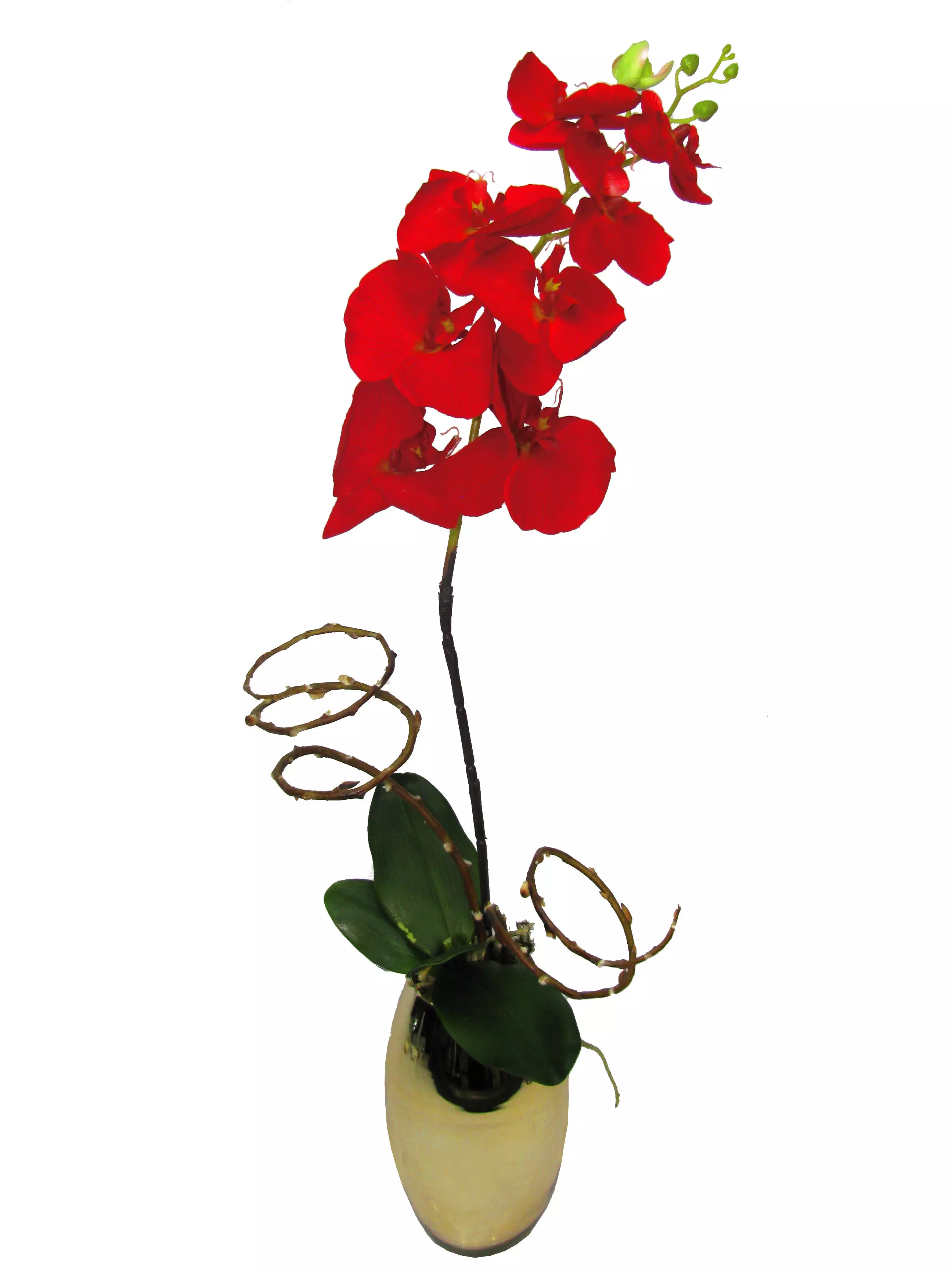 花＊花 1_palaenoposis_verm_pe_a_verm_