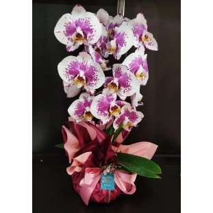 Orquídea Mosaico
