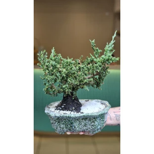 Bonsai de Tuia Jacaré
