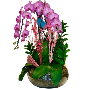 Arranjo com três Orquídea plantado no vidro
