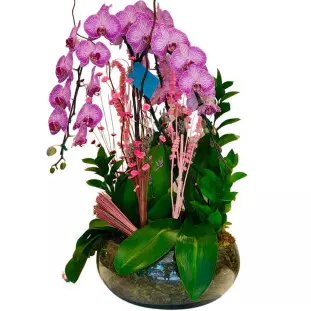 Arranjo com três Orquídea plantado no vidro