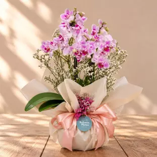 Mini Orquídea Aurora