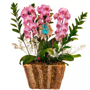 Arranjo de três hastes de orquídea rosa plantado no cachepot de madeira