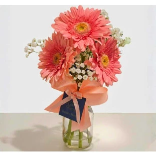 Arranjo de gérberas rosadas com gipsofila em vidro decorado com laço de cetim, ideal para presentear, entrega rápida em Belo Horizonte.