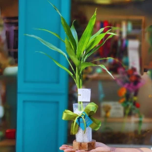 Bambu da Sorte em tubo de vidro com pedrinhas sobre bolacha de madeira, laço verde e tag da Ikebana Flores.
